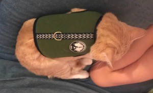 Keeping a Cat from Licking and Scratching Its Wound - orange tabby wearing a harness