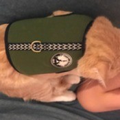 Keeping a Cat from Licking and Scratching Its Wound - orange tabby wearing a harness