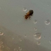 Identifying Small Black Bugs