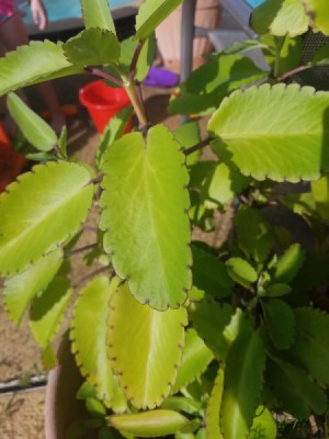 Identifying a Houseplant - yellowish green leaves with rounded notched leaves
