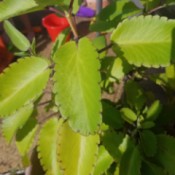 Identifying a Houseplant - yellowish green leaves with rounded notched leaves