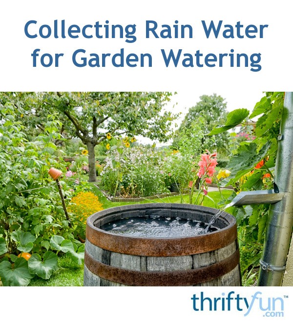 Collecting Rain Water for Garden Watering ThriftyFun