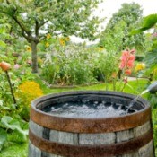 Rain Barrel in Garden