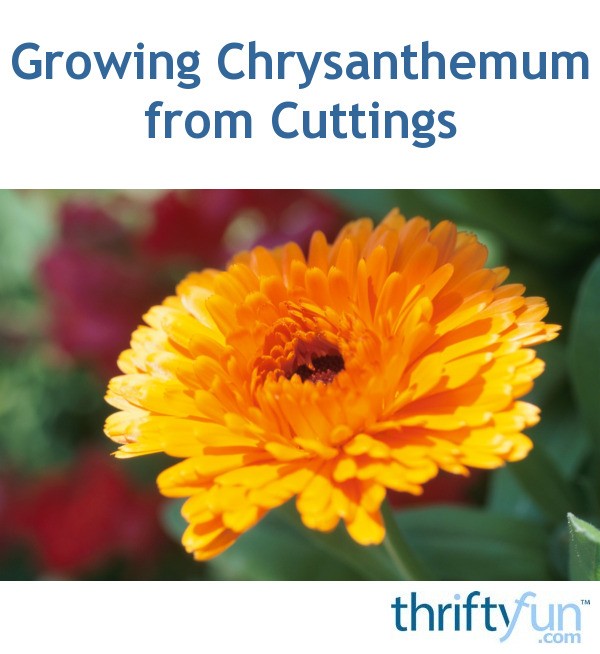Growing Chrysanthemum from Cuttings ThriftyFun