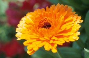 Orange Chrysanthemum