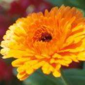 Orange Chrysanthemum