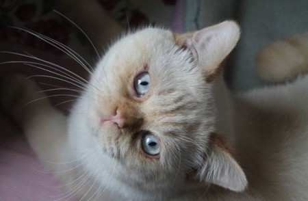 Snow (Siamese Mix) - white cat lying on his side
