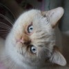 Snow (Siamese Mix) - white cat lying on his side