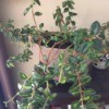 Identifying a Houseplant - multi-branching houseplant with dark green leaves
