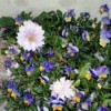 Clematis - Belle Of Woking - clematis blooms with viola