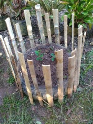 A garden plot made with an old tire and bamboo fencing.