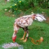 Malaysian Bred Chicken  - eating