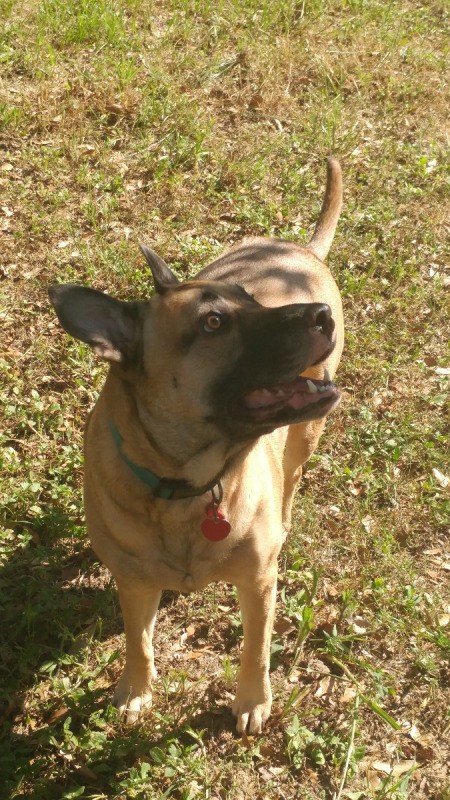 Kimba (Belgian Malinois Mix) - tan dog