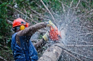 Man Cutting Up Pine Tree