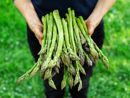 Freshly Harvested Asparagus