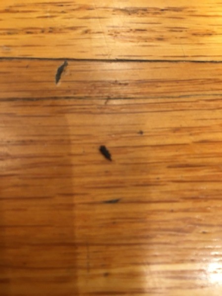 Identifying Small Black Bugs Inside