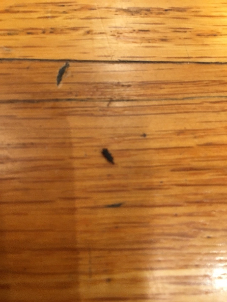 Identifying Small Black Bugs Inside Thriftyfun