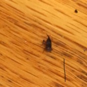 Identifying Small Black Bugs Inside - bug on wood floor