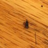 Identifying Small Black Bugs Inside - bug on wood floor