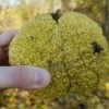 A hand holding a large hedge apple.