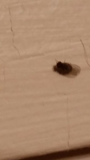 Getting Rid of Very Tiny Black Bugs Inside - dead tiny flying bug