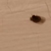 Getting Rid of Very Tiny Black Bugs Inside - dead tiny flying bug