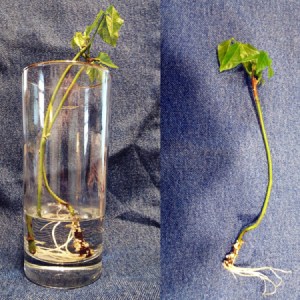 A cutting of corkscrew vine (vigna carcalla) in a glass.