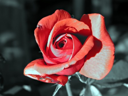 My Favorite Red Rose - red and white rose