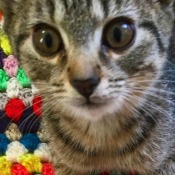 Tiger Lily (Tabby) - gray tabby on colorful afghan