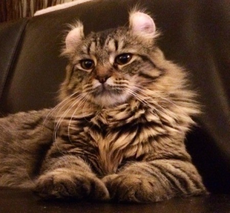 polydactyl highland lynx