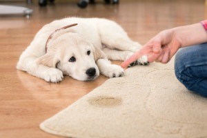 Dog Being Scolded for Urinating on Rug