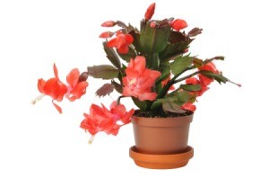Christmas Cactus with Red Leaves and Red Flowers