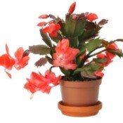 Christmas Cactus with Red Leaves and Red Flowers