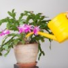 Watering a Pink blooming Christmas Cactus