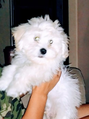Prognosis for a Dog with Parvo - white fluffy dog