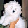 Prognosis for a Dog with Parvo - white fluffy dog