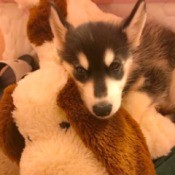 Caring for a Puppy with Parvo - Husky puppy