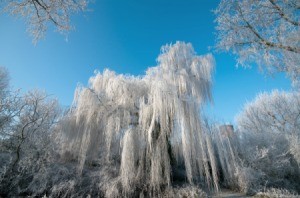 Weeping willow covered in snow in the winter.
