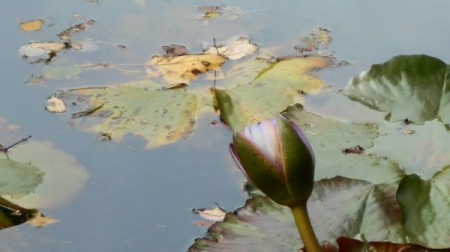 Fall Colorfest (Gibbs Garden, GA) - lilypads.