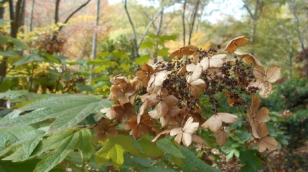 Fall Colorfest (Gibbs Garden, GA) - old flowers from the summer.