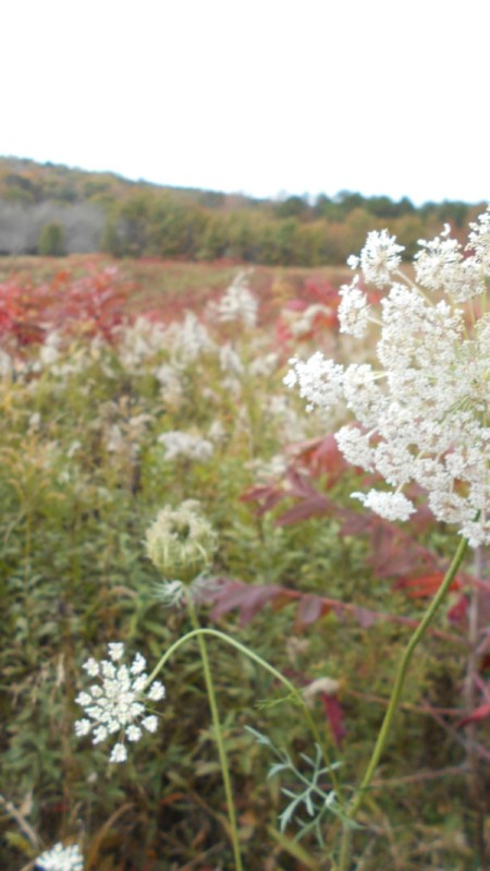 Fall Colorfest (Gibbs Garden, GA) - wildflowers.