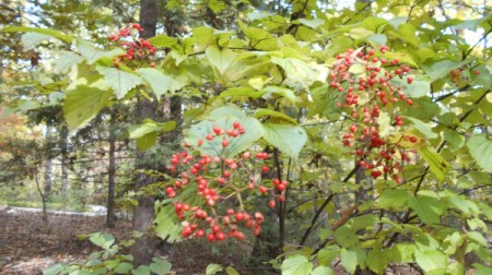 Fall Colorfest (Gibbs Garden, GA) - red berries.