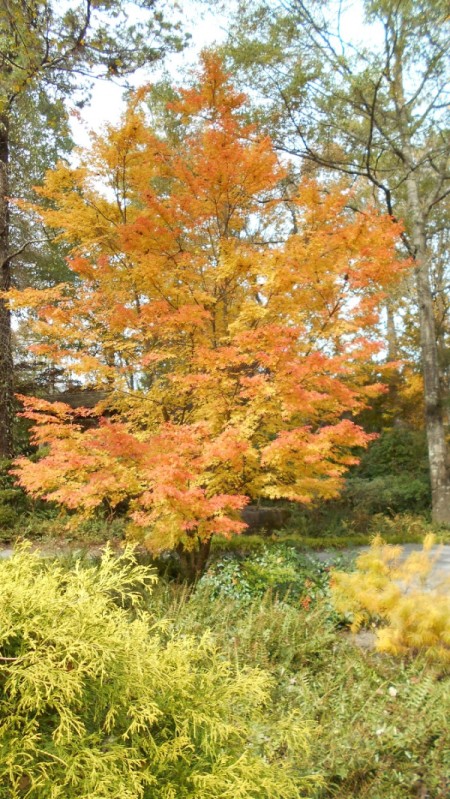 Fall Colorfest (Gibbs Garden, GA) - orange and yellow leaves.