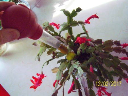 Turkey Baster for Watering Houseplants - watering a Christmas cactus