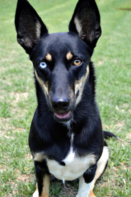 Bambi (Border Collie Cross)