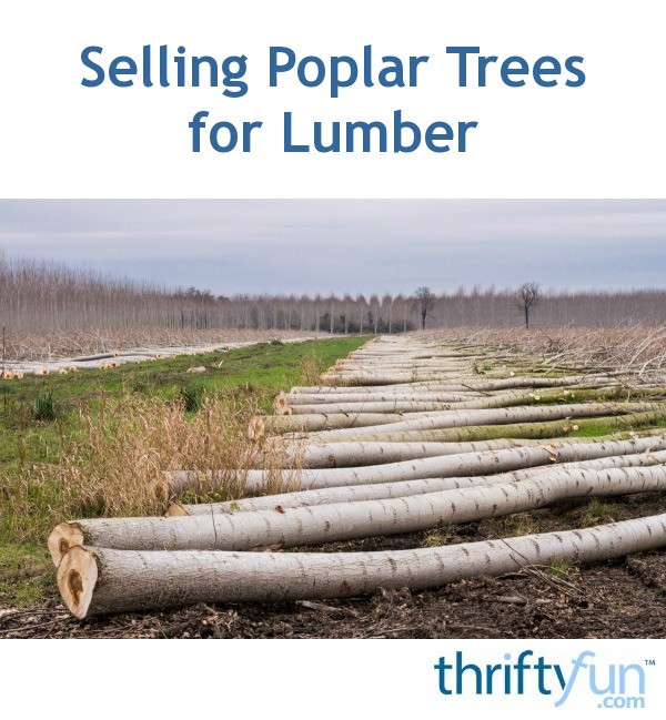 Selling Poplar Trees for Lumber? ThriftyFun