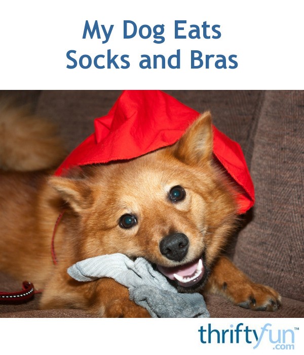 My Dog Eats Socks and Bras ThriftyFun