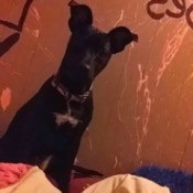 Is My Dog a Pure Bred Pit Bull?