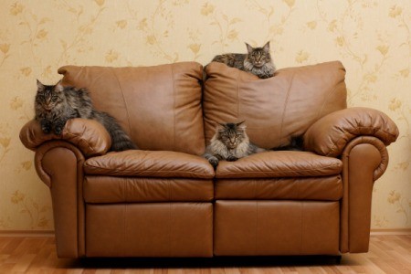 Protecting Leather Furniture From Cats, How Do You Protect Leather Furniture From Cats