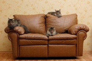 Maine Coon Cats on Leather Couch